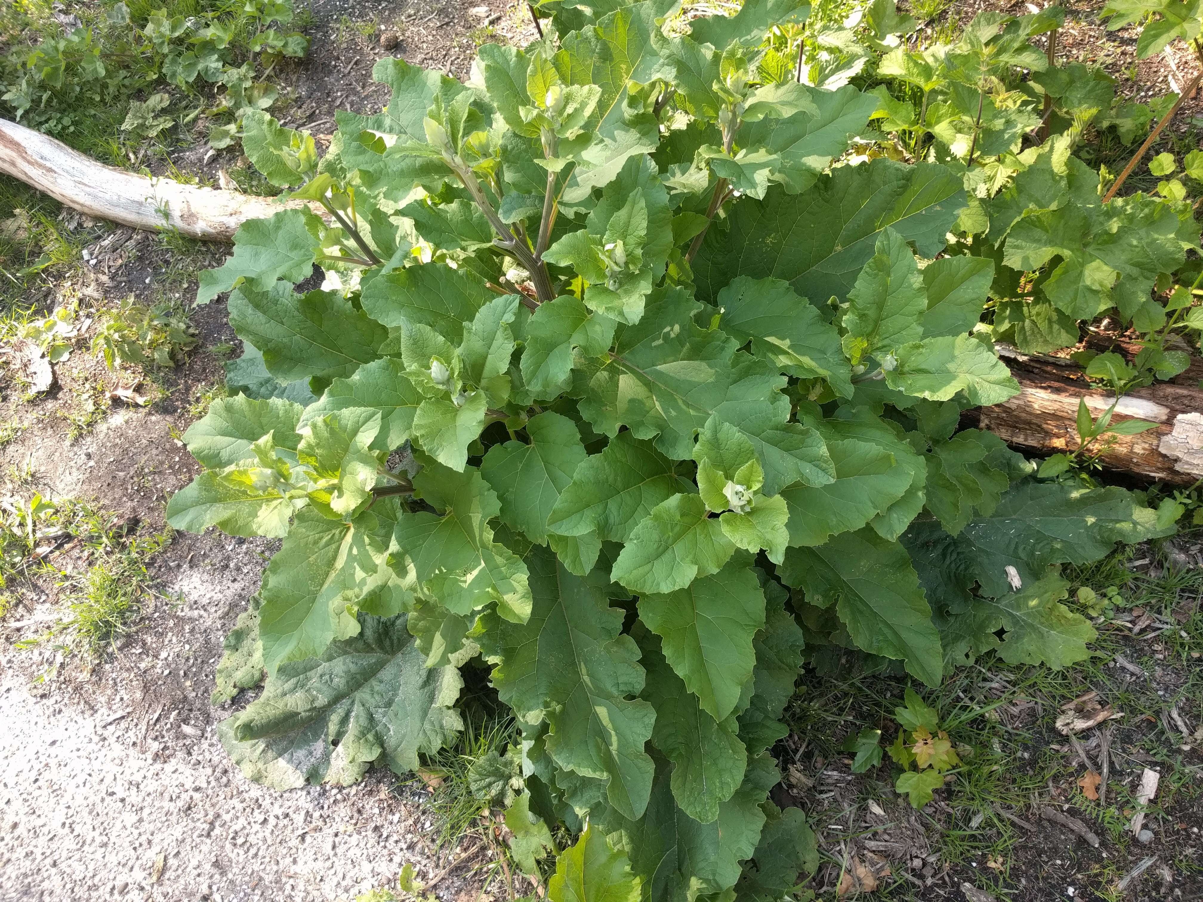 Image of common burdock