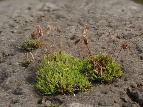 Image of tortula moss