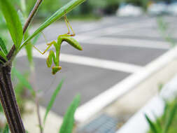 Image of Asian mantis