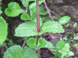 Image of arctic yellow violet