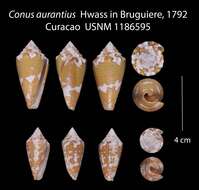 Imagem de Conus aurantius Hwass ex Bruguière 1792