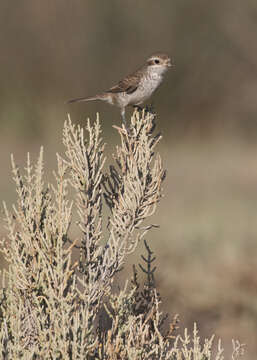 Image of Red-backed Shrike