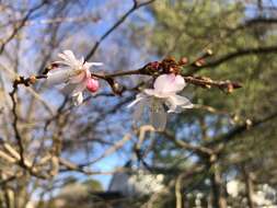 Plancia ëd Prunus subhirtella Miq.