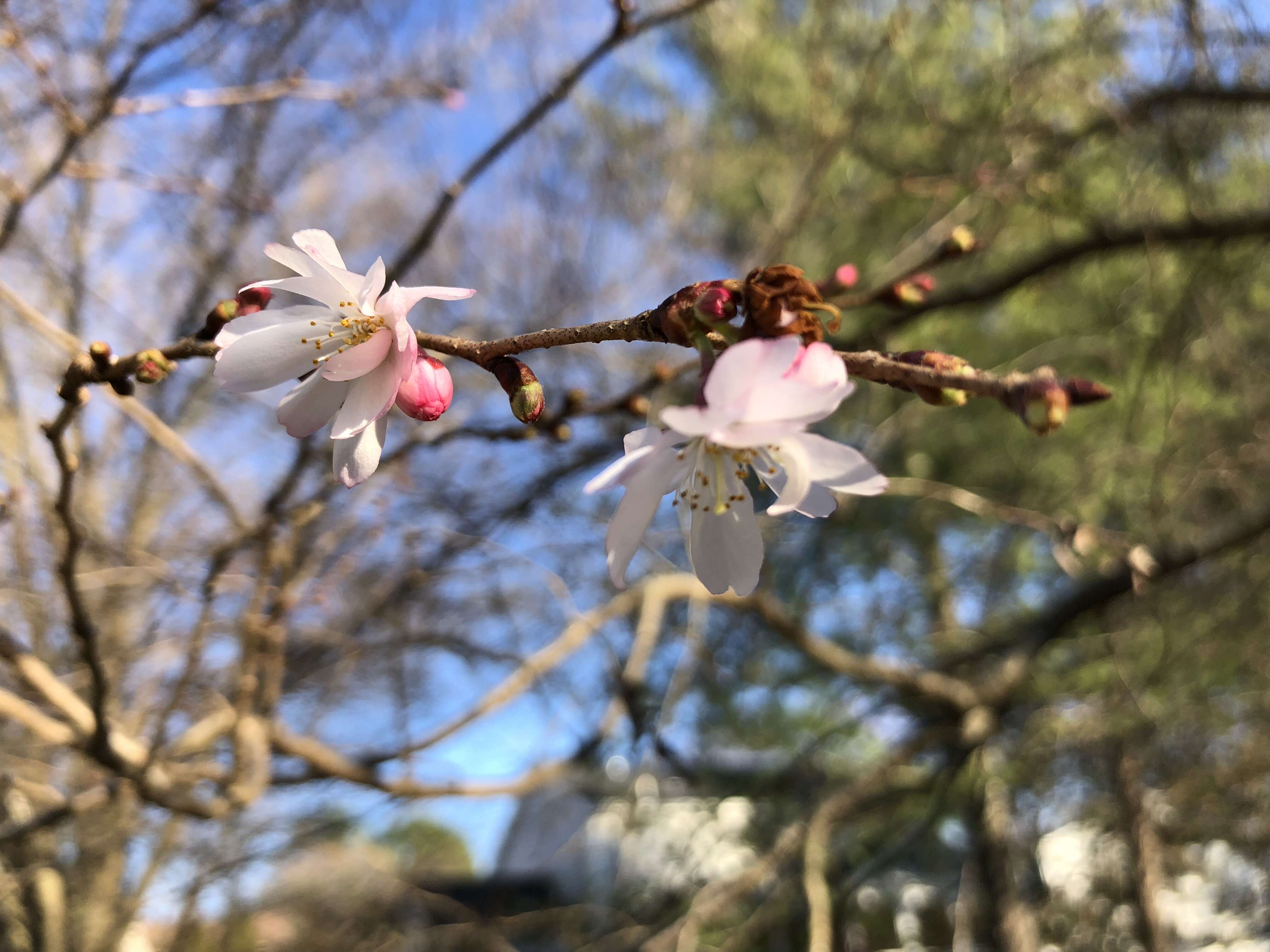 Plancia ëd Prunus subhirtella Miq.