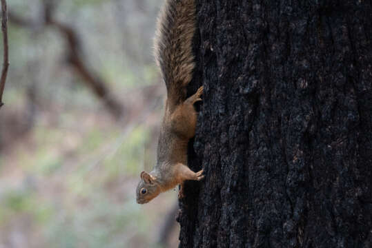 Image of Mexican Fox Squirrel