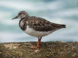 Image of Ruddy Turnstone