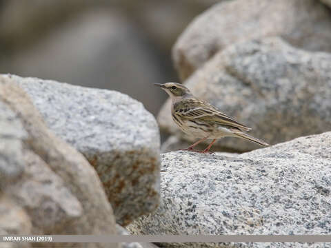 Image of Rosy Pipit