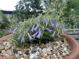 Campanula tommasiniana K. Koch resmi