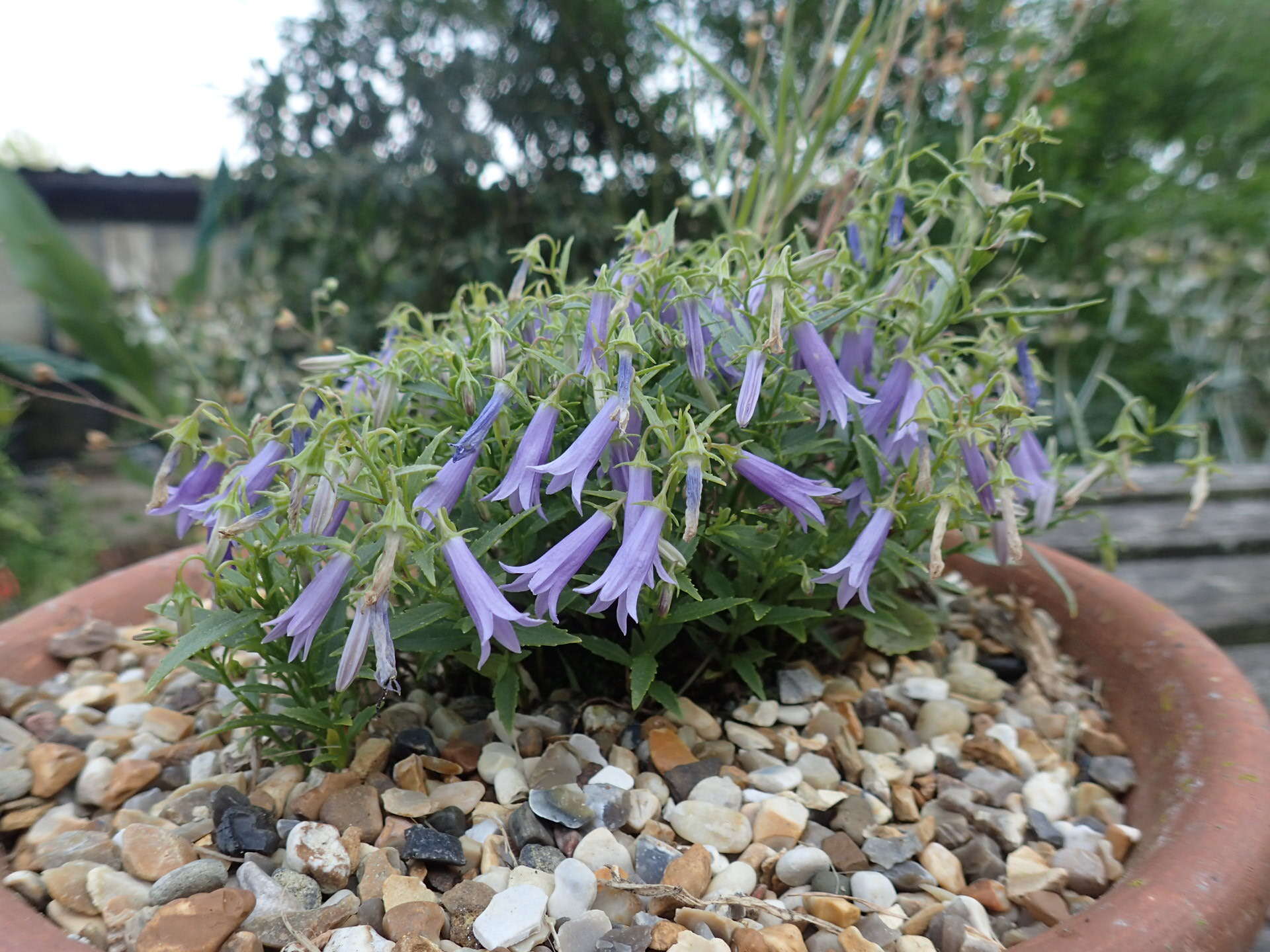 Campanula tommasiniana K. Koch resmi