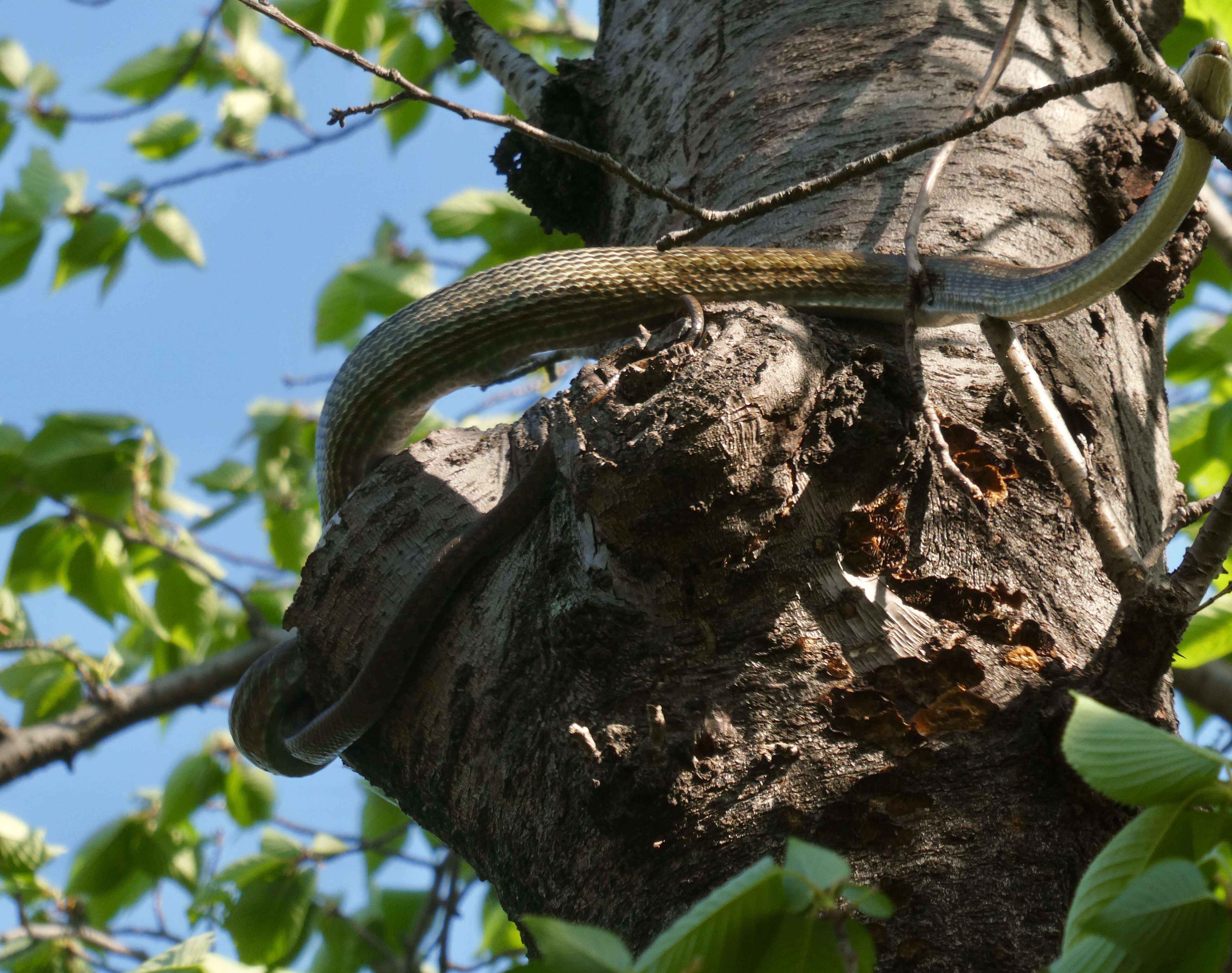 Image of Japanese Rat Snake