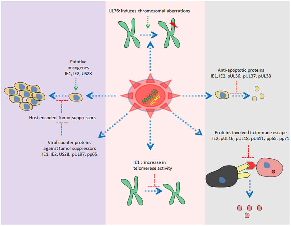 Image of Cytomegalovirus