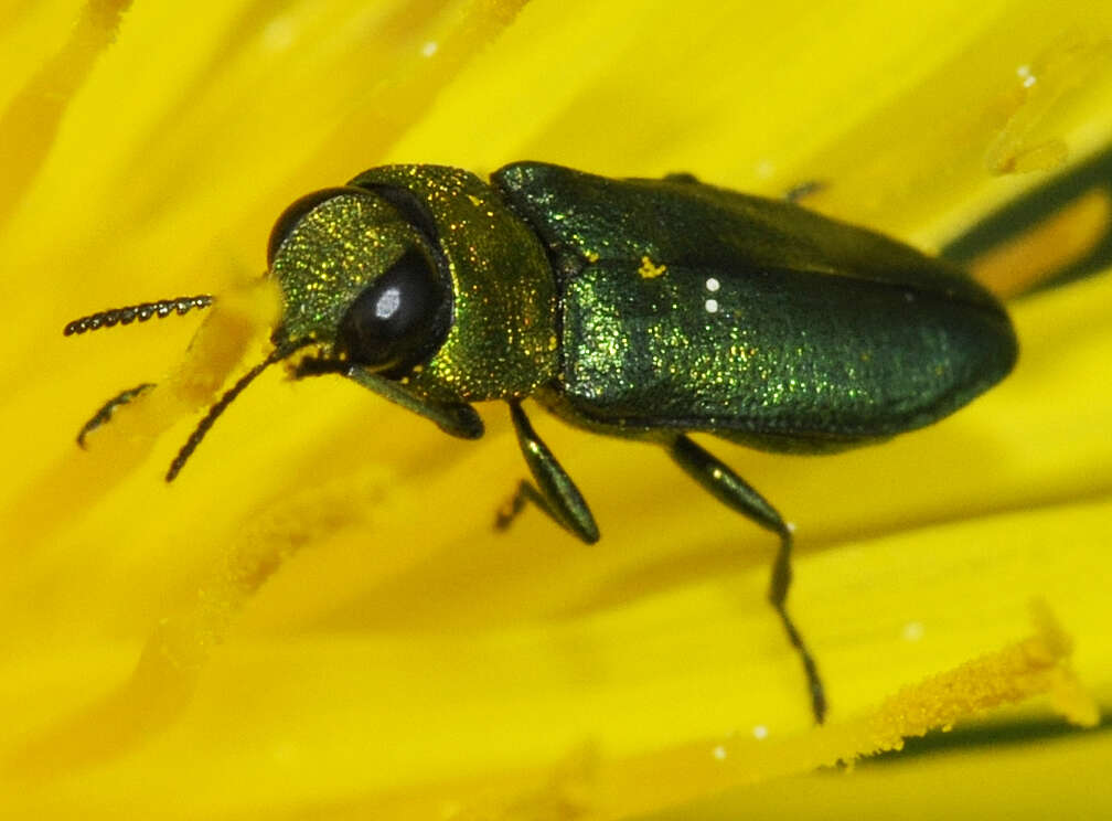 Image of Anthaxia nitidula (Linnaeus 1758)