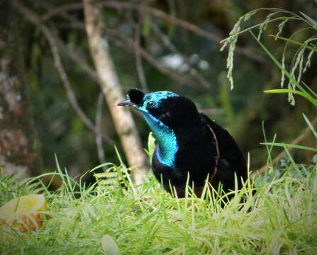 Image of Ribbon-tailed Astrapia