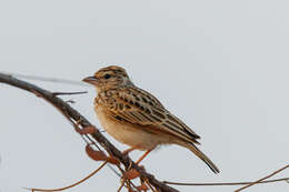 Image of Indian Bush Lark