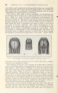 Image of Strongylus vulgaris (Looss 1900)