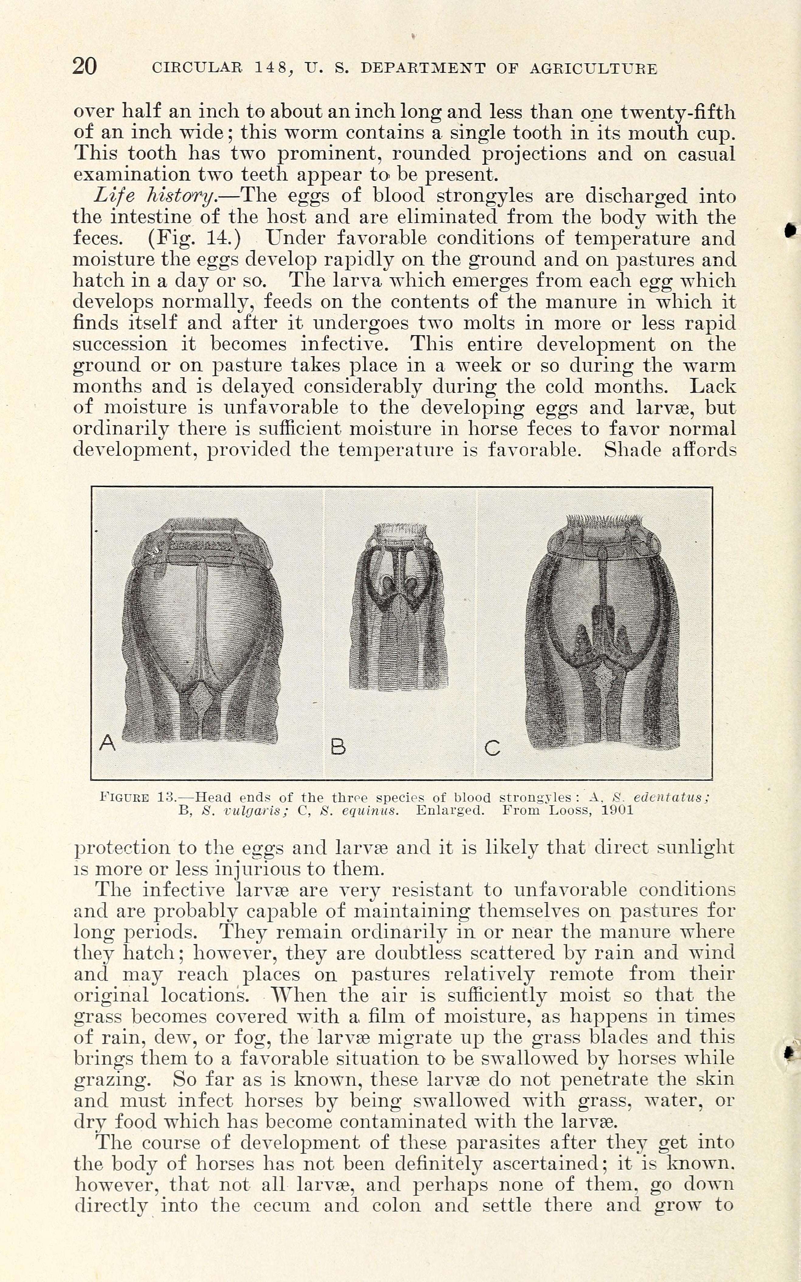 Sivun Strongylus vulgaris (Looss 1900) kuva