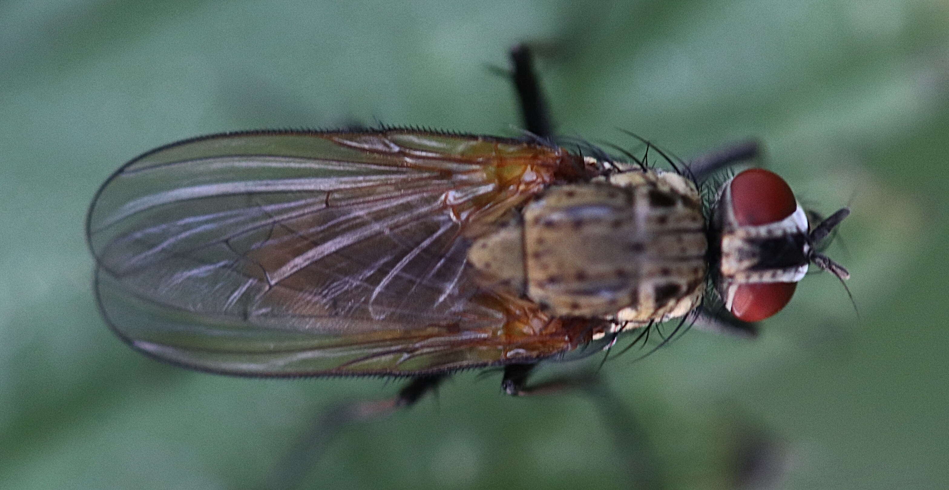 Image of Root-maggot fly