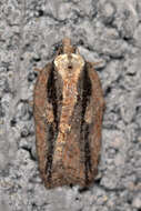 Image of Acleris hastiana Linnaeus 1758