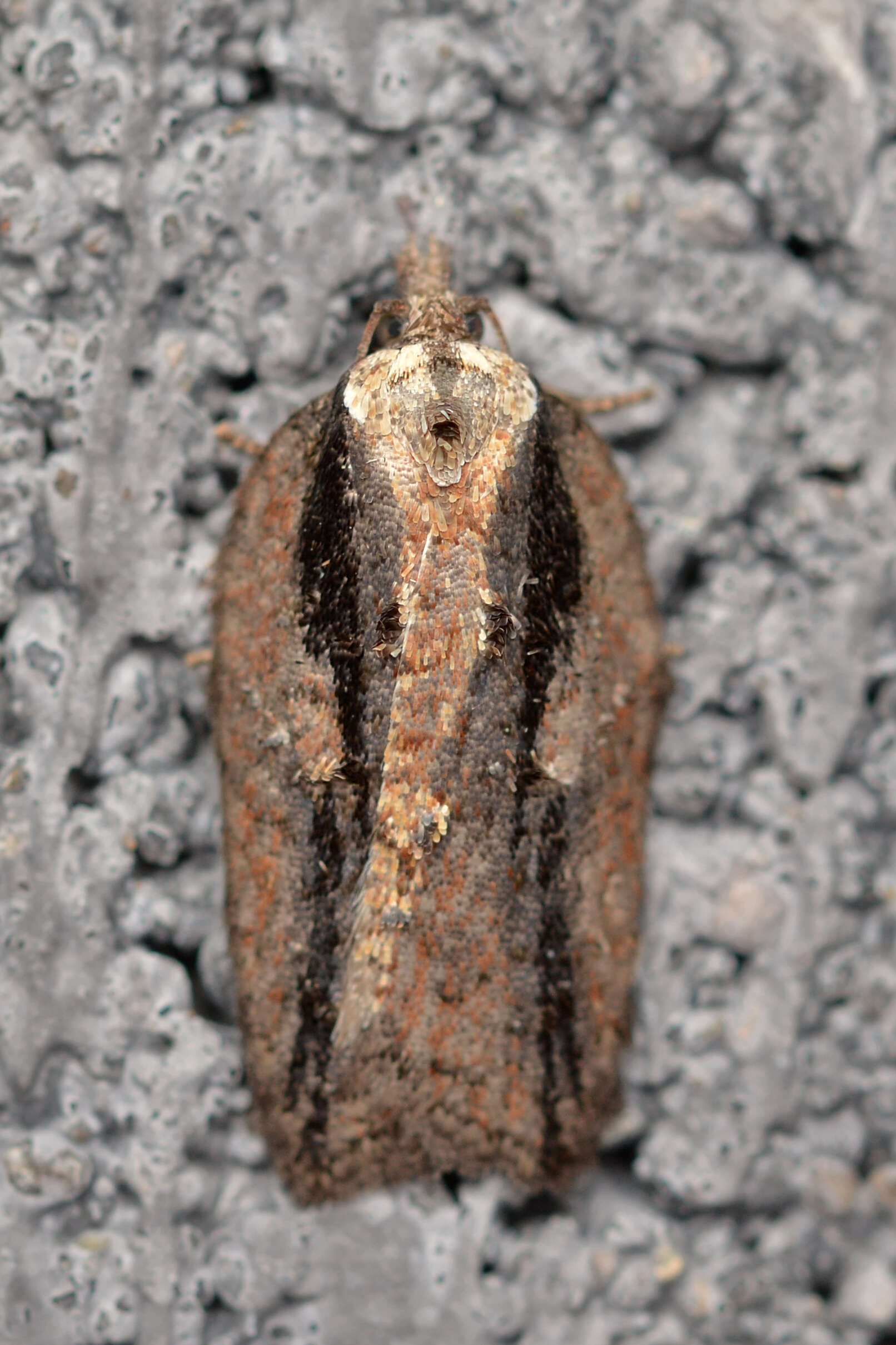 Image of Acleris hastiana Linnaeus 1758