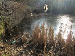 Image of broadleaf cattail