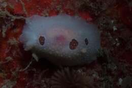 Image of Three-spot nudibranch