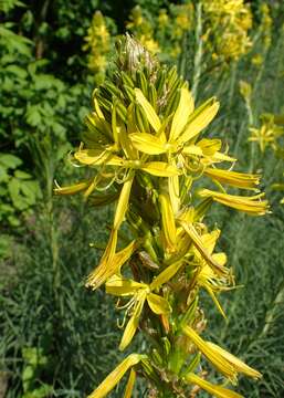 Image of Asphodeline lutea (L.) Rchb.