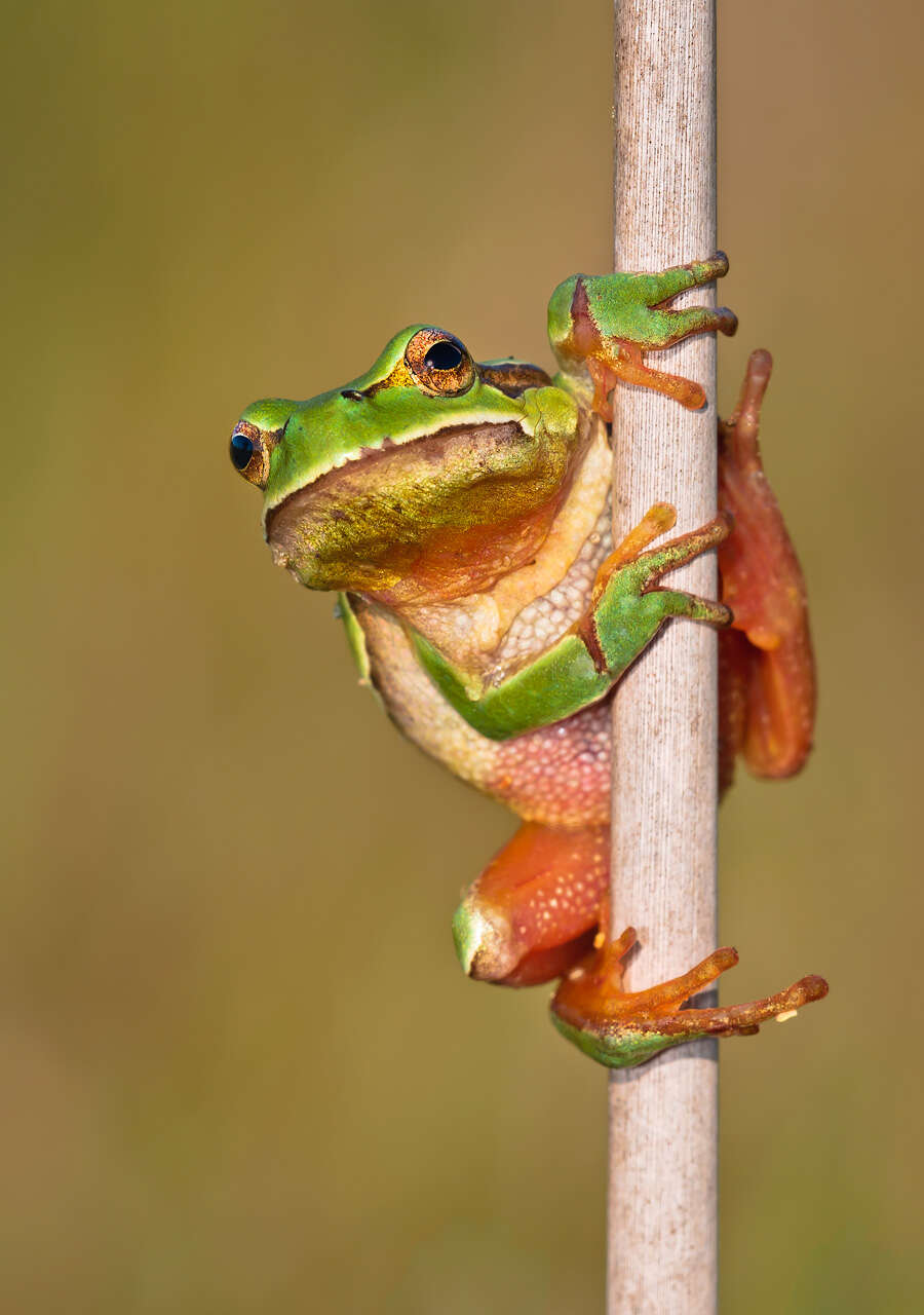 Image of European Treefrog