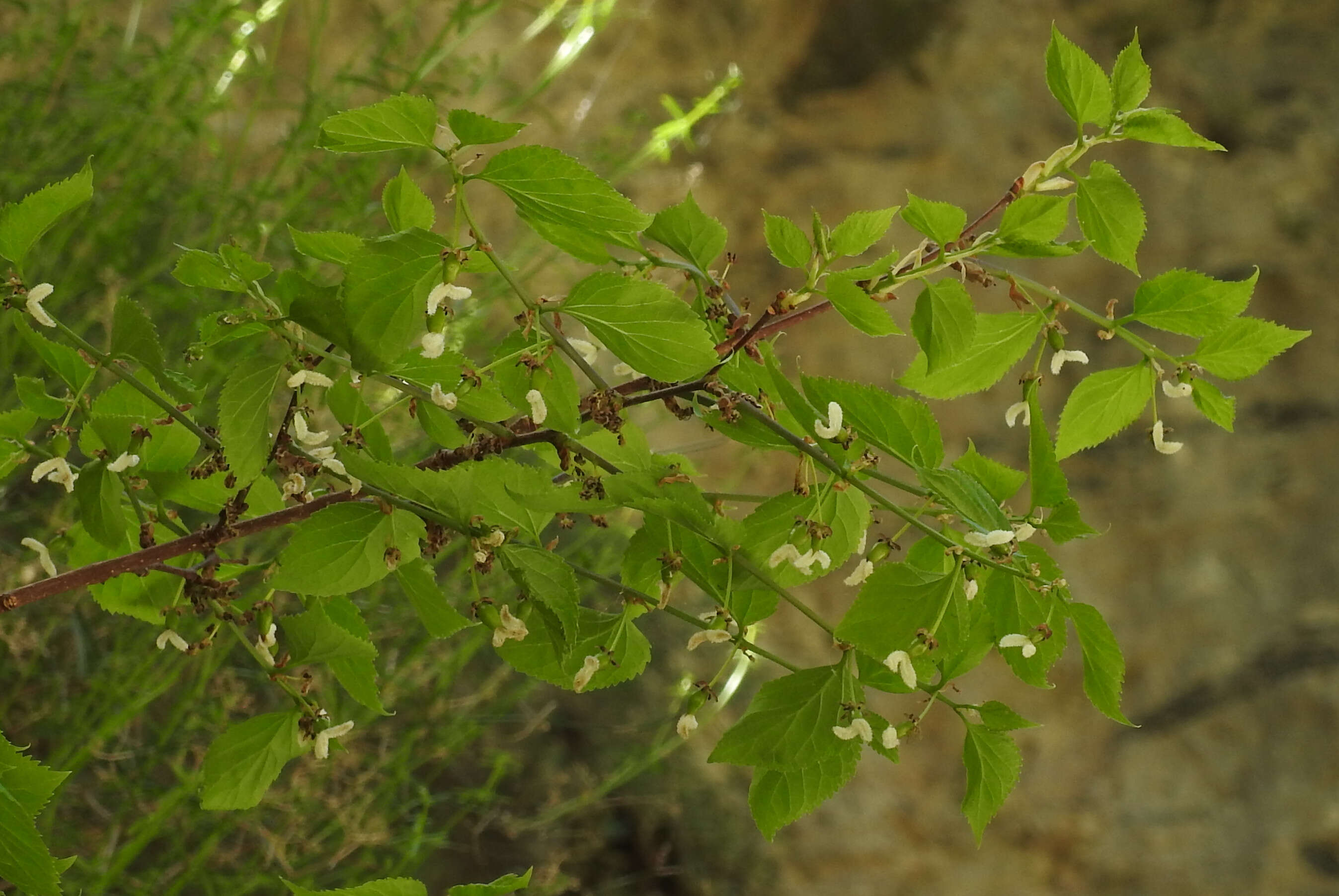 Imagem de Celtis tournefortii Lam.