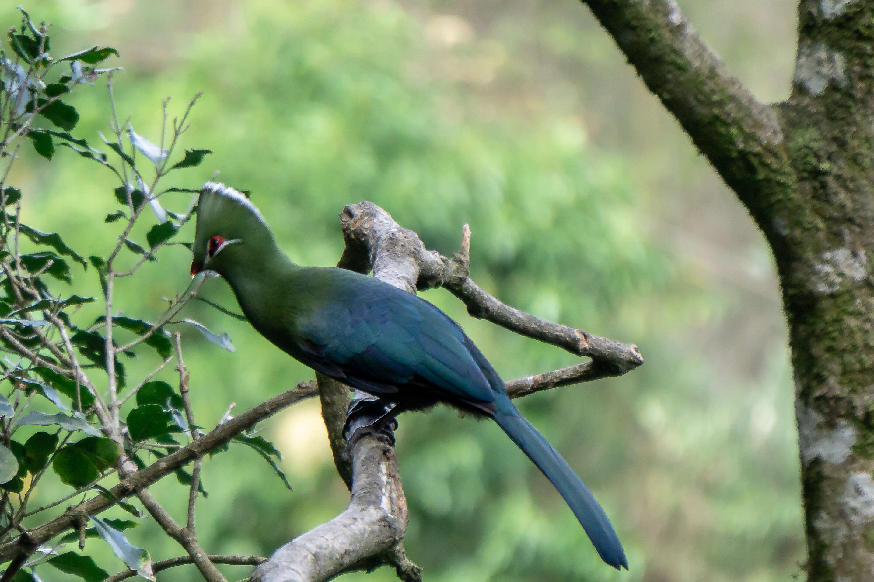 Image of Knysna Lourie