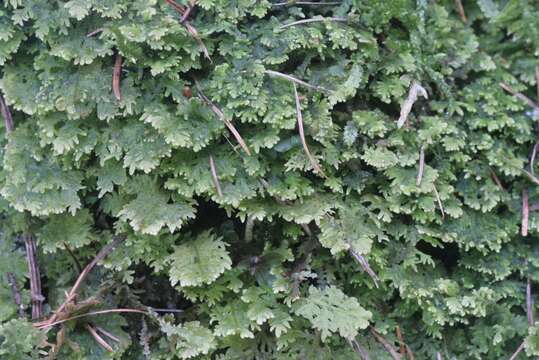 Image of Handsome Woollywort