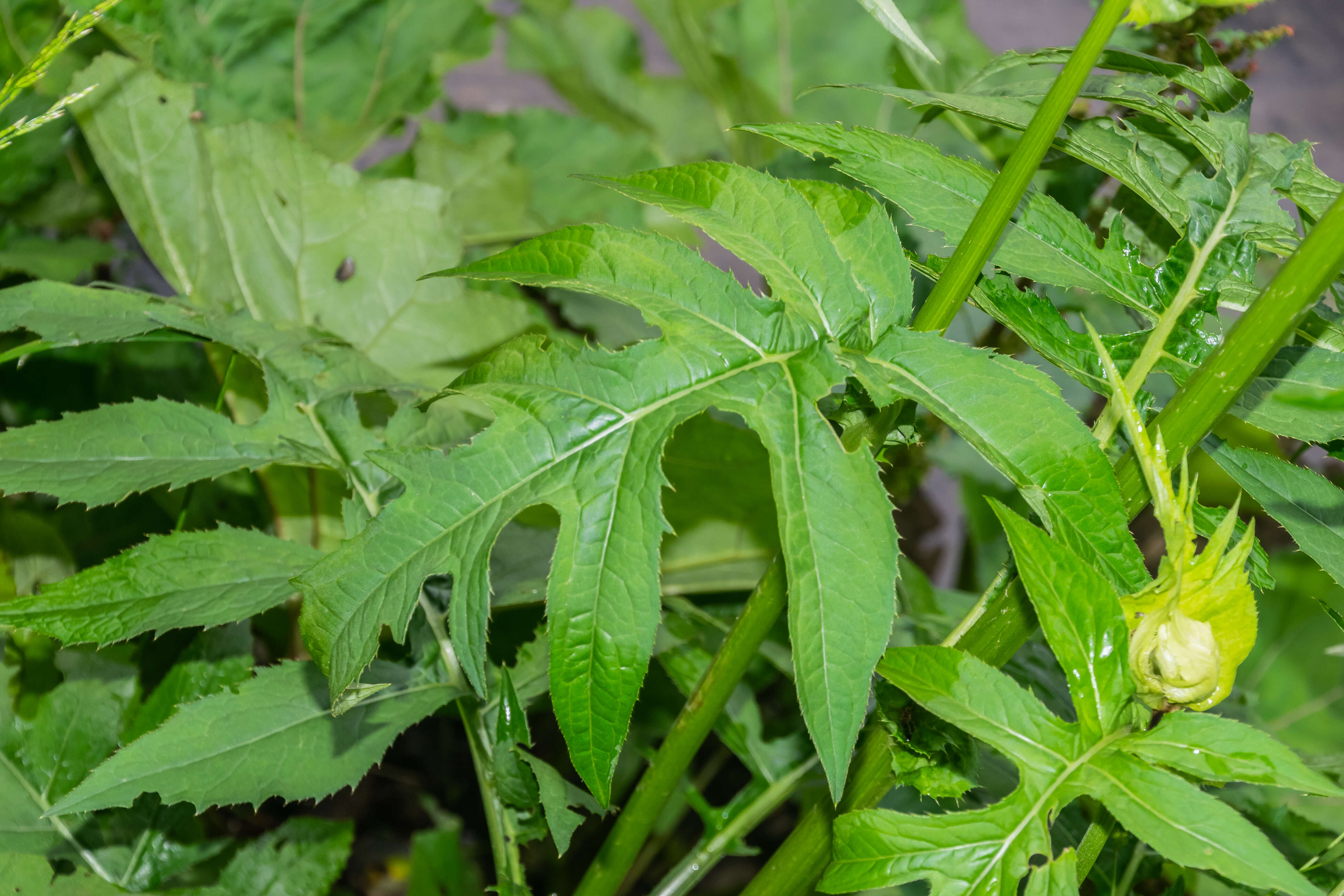 Image of Cabbage Thistle