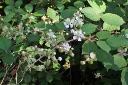 Image of Himalayan berry