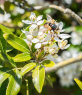 Image of Mexican Orange Blossom