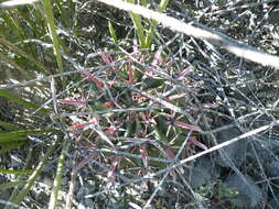 Image of Ferocactus latispinus (Haw.) Britton & Rose