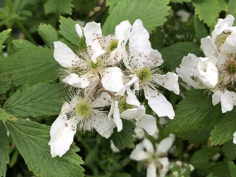 Imagem de Rubus allegheniensis Porter