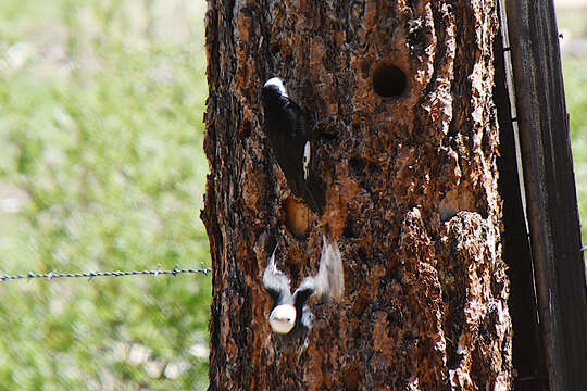 Image of White-headed Woodpecker