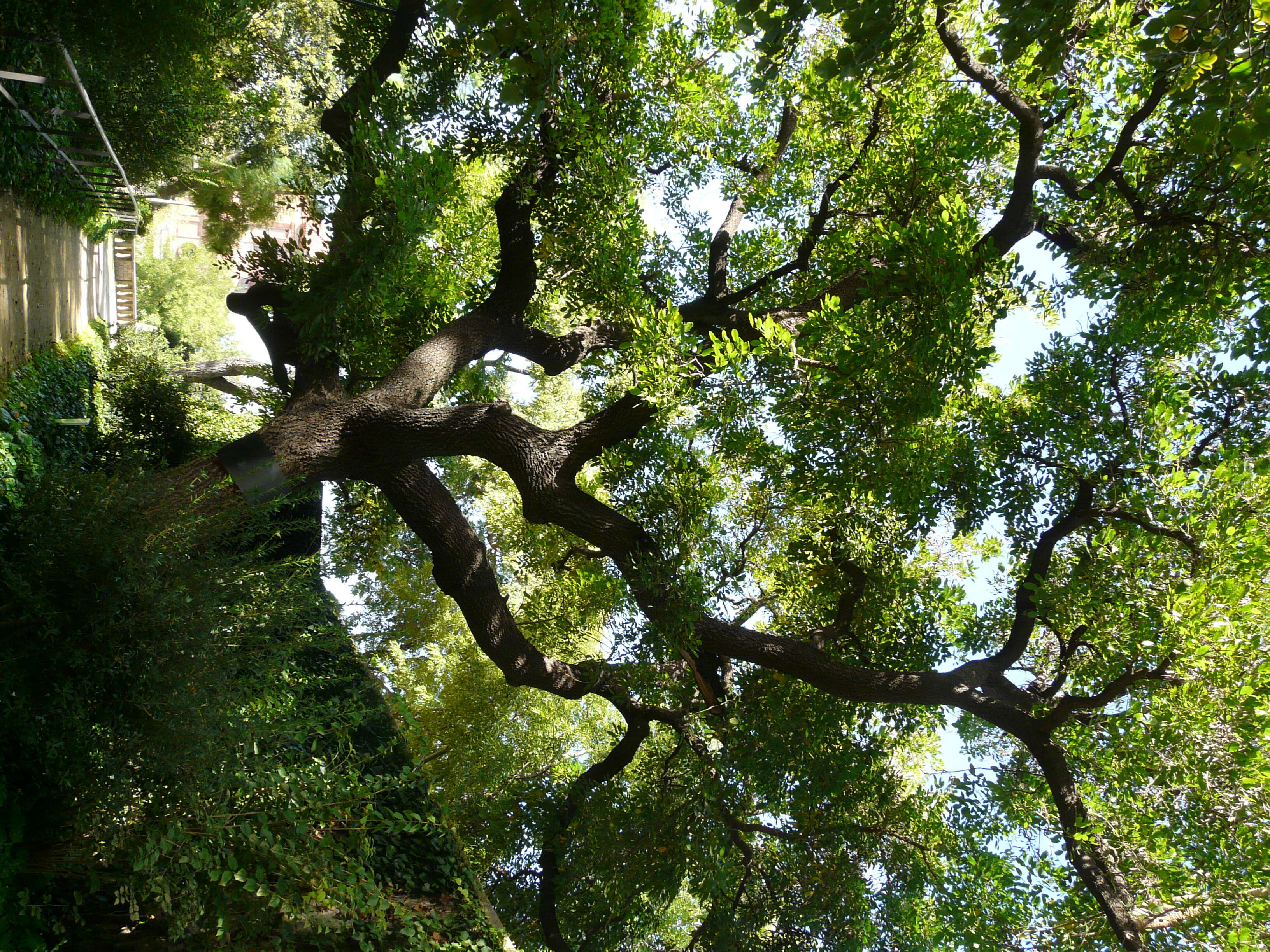 Image of coral erythrina