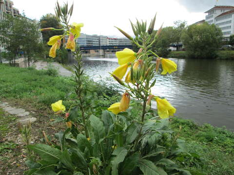 Imagem de Oenothera glazioviana M. Micheli