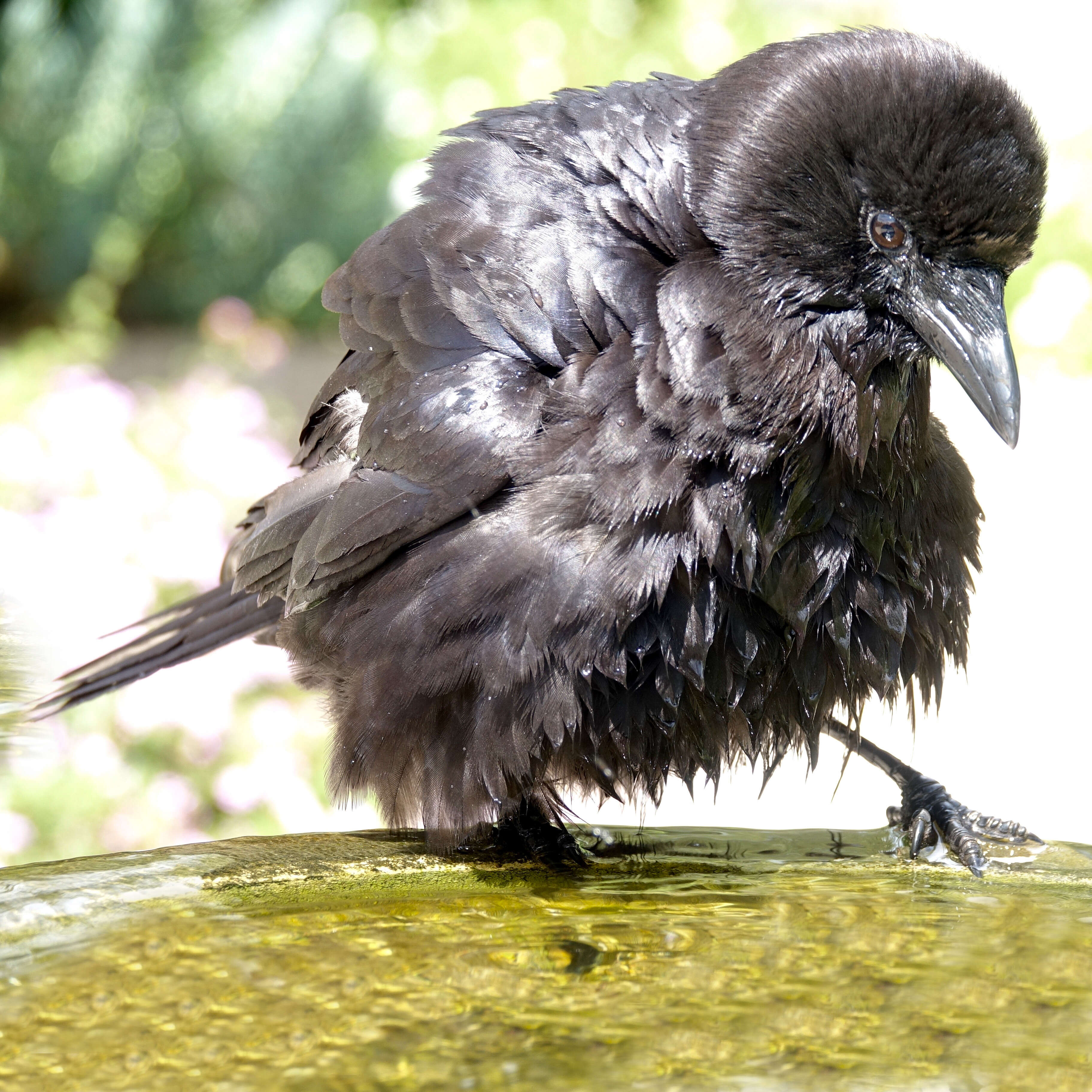 Image of American Crow