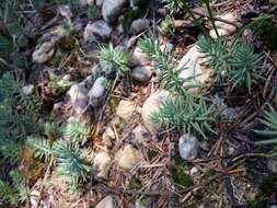 Слика од Petrosedum rupestre (L.) P. Heath