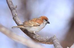 Image of Great Sparrow