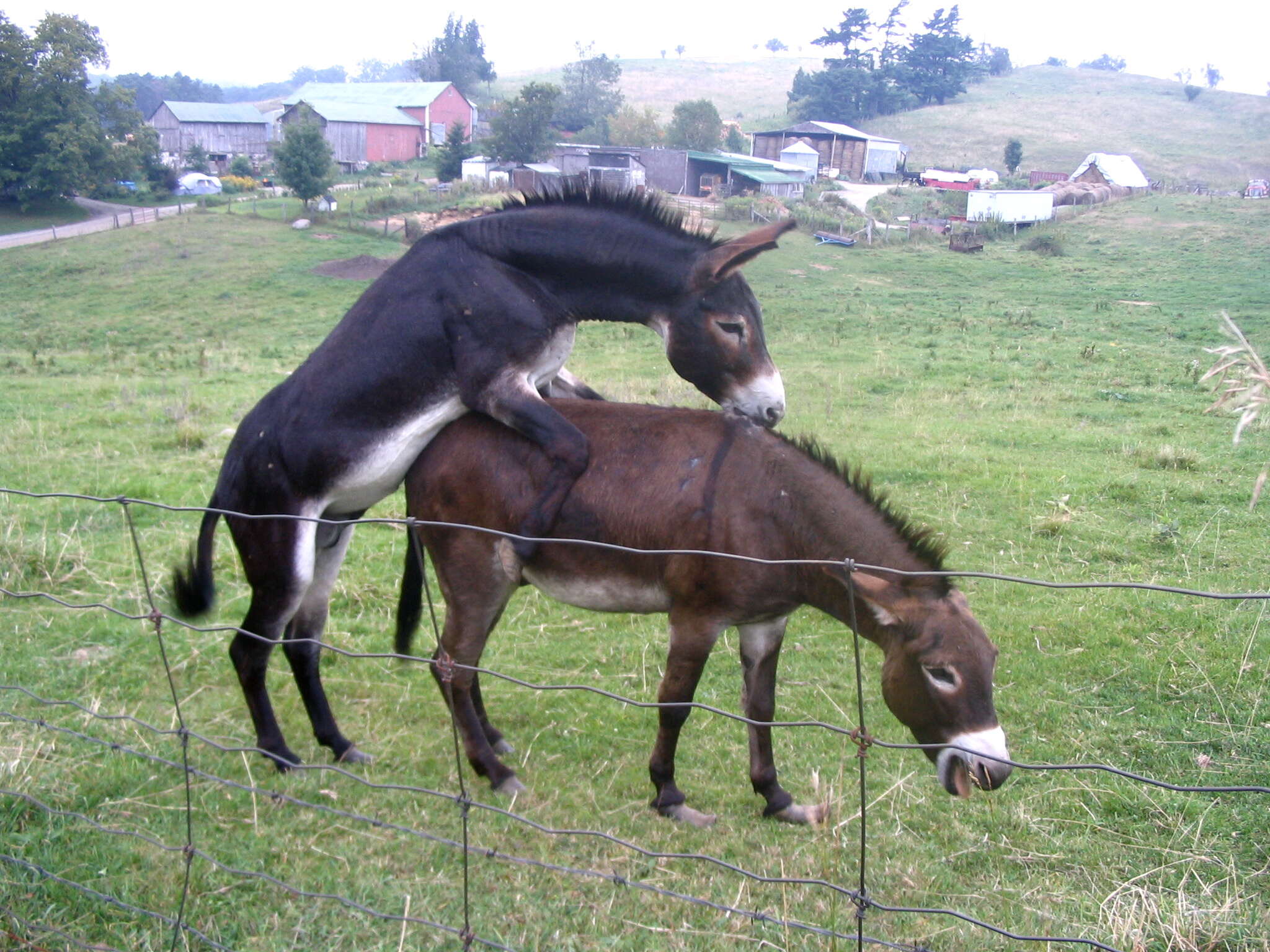 Image of Ass -- Feral donkey