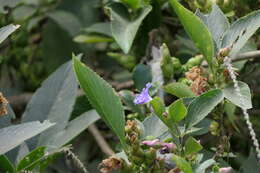 Image of Strobilanthes callosa Wall. ex Nees