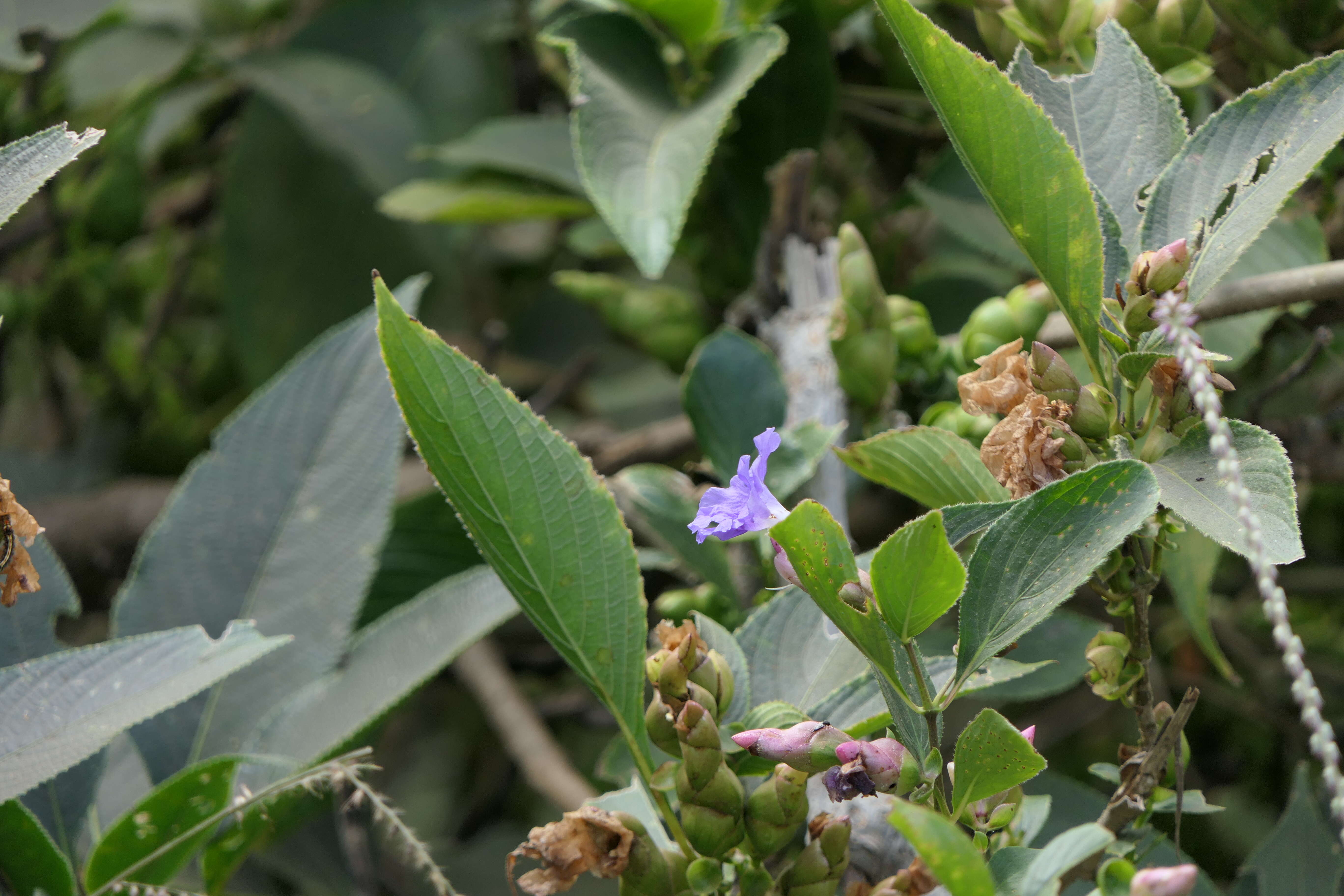 Image of Strobilanthes callosa Wall. ex Nees