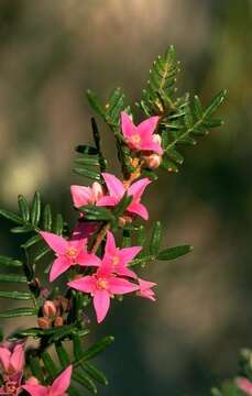 Image of Lovely Boronia