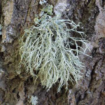 Imagem de Ramalina farinacea (L.) Ach.