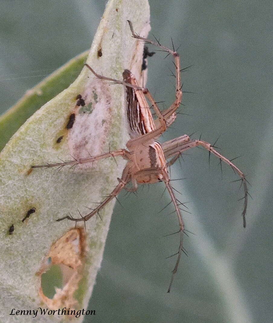 Image of Striped Lynx