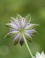 Imagem de Astrantia maxima Pall.