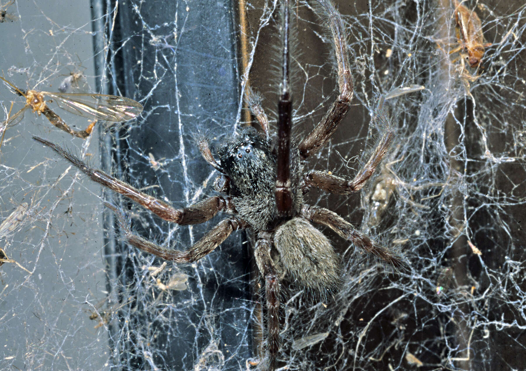 Image of Desid spider