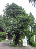 Image de Ilex latifolia C. P. Thunb. ex A. Murray